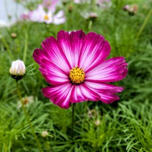 Cosmos sensation picotée semences graines commande en ligne bretagne