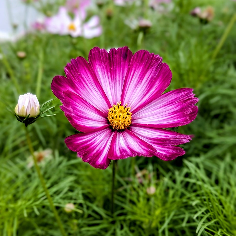 Cosmos sensation picotée semences graines commande en ligne bretagne