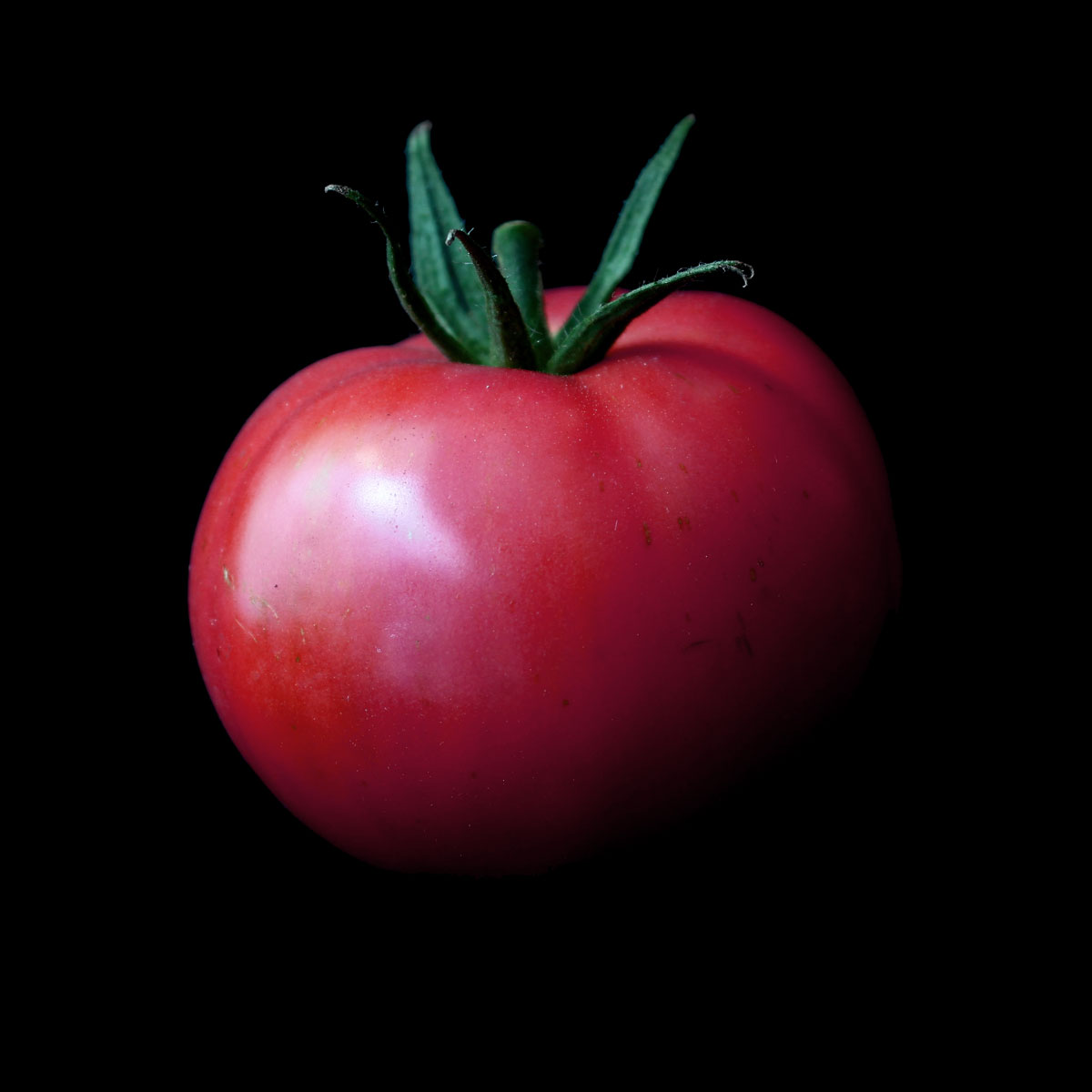 semence tomate rose de berne