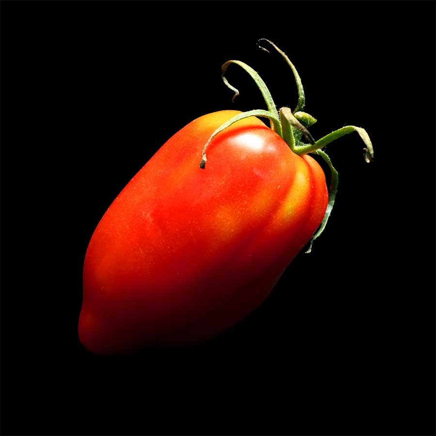 semence tomate andine cornue graine
