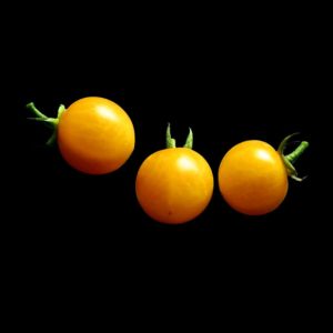semence tomate cerise gold nugget