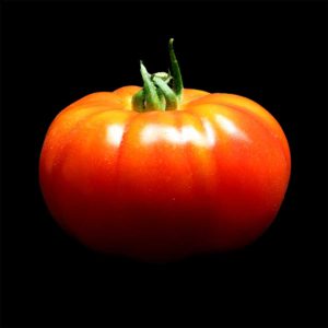 semence tomate marmande graine