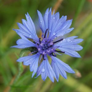 semences bleuet fleur