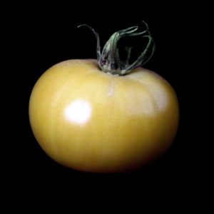 semences tomate blanche de Picardie
