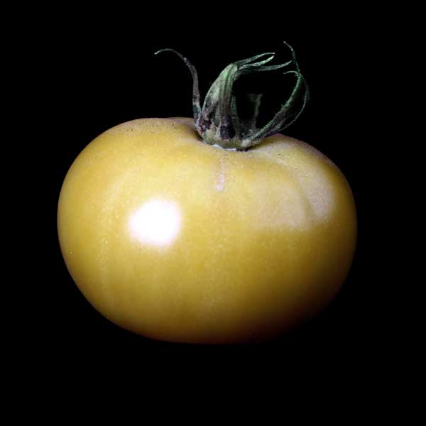semences tomate blanche de Picardie