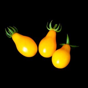 semences tomate cerise poire jaune