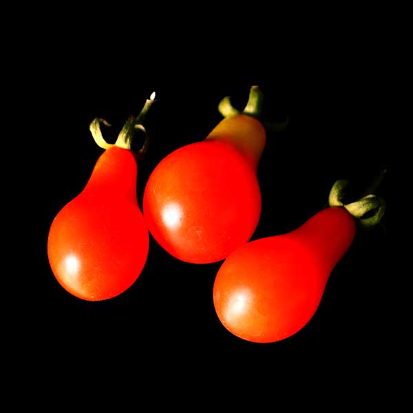 semences tomate cerise poire rouge