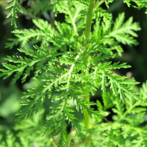 semences graines Artemisia Armoise Annuelle commande en ligne