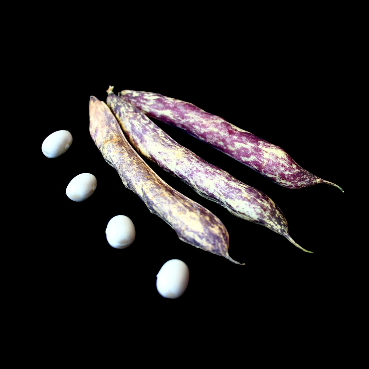 semences graines haricot coco nain de cocagne commande en ligne bretagne