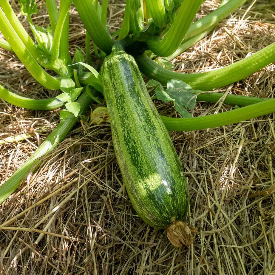 Courgette verte Nimba plant potager