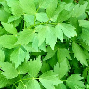 livèche plant potager commande en ligne bretagne