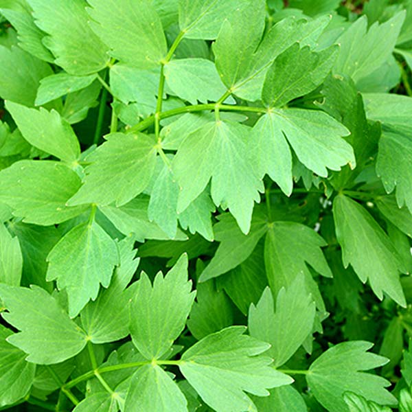 livèche plant potager commande en ligne bretagne