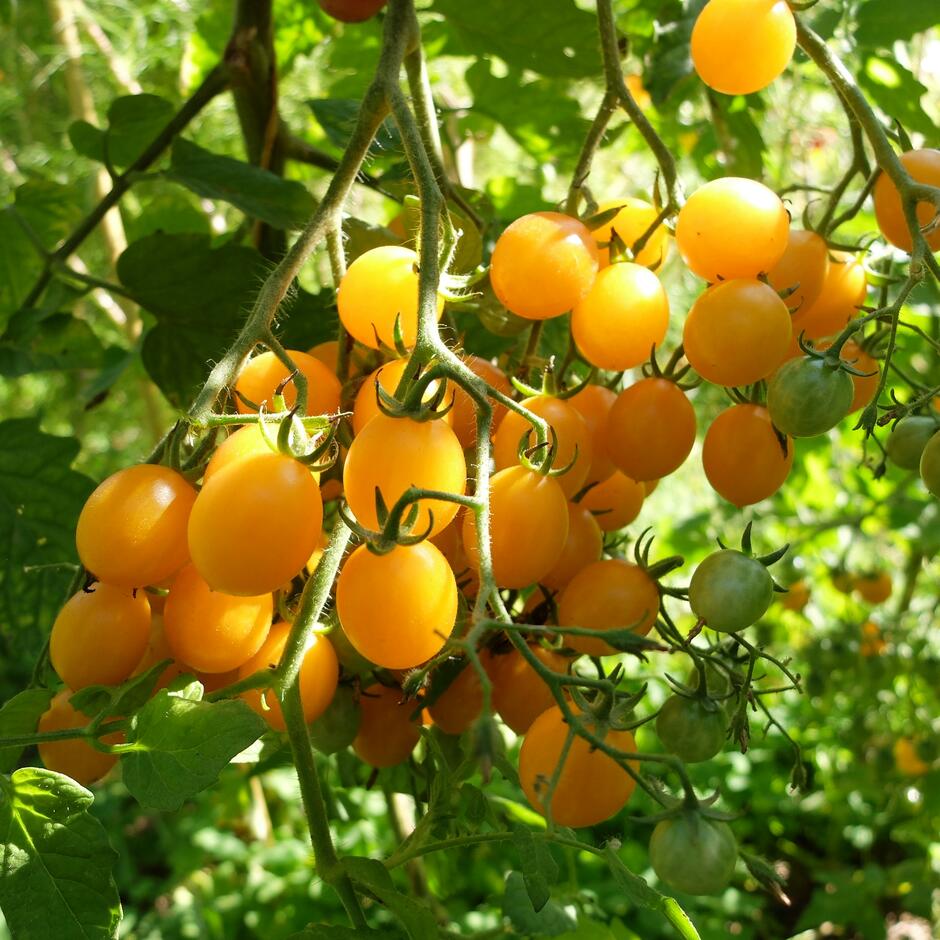 Tomate cerise Clémentine plant potager commande bretagne