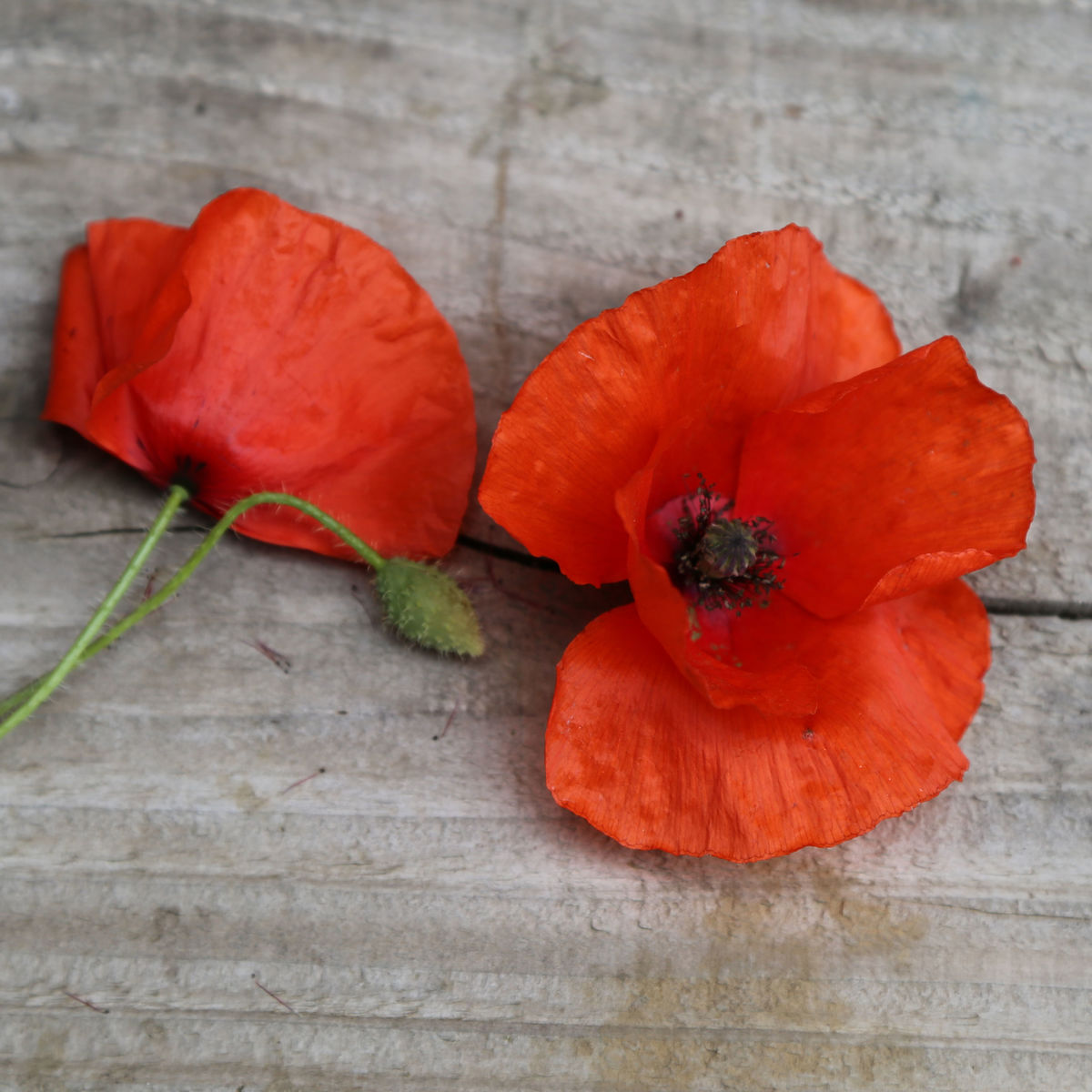 coquelicot plant potager commande en ligne bretagne