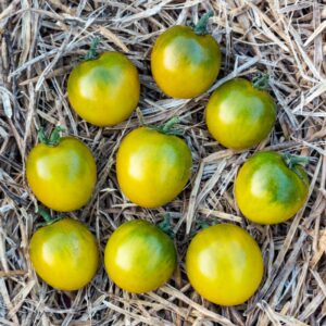 Tomate cerise Raisin Vert plant commande en ligne bretagne