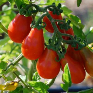 plant tomate cerise Rouge poire