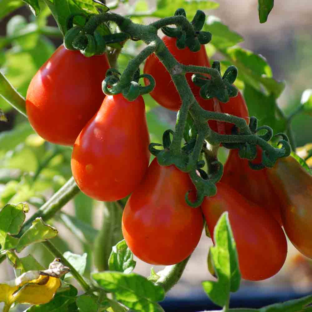 plant tomate cerise Rouge poire