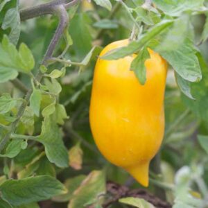 tomate poivron jaune plant