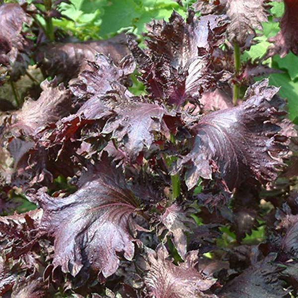 perilla pourpre plant commande en ligne bretagne