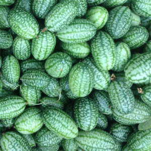 concombre zehneria scabra plant