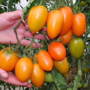 tomate Orange banana plant