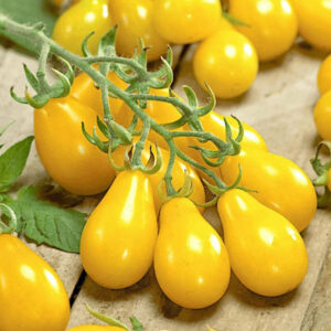 plant tomate cerise jaune poire