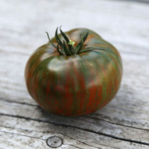 tomate Choco stripe plant