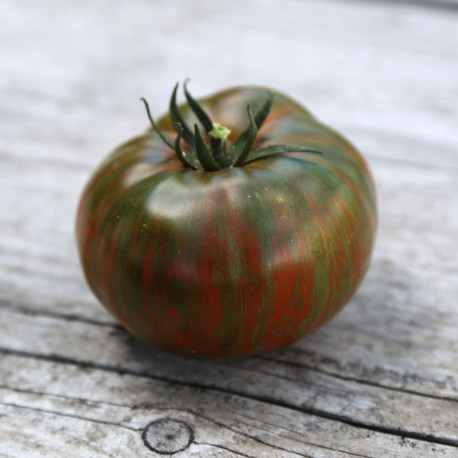 tomate Choco stripe plant