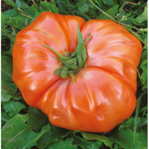 tomate Russe rouge plant