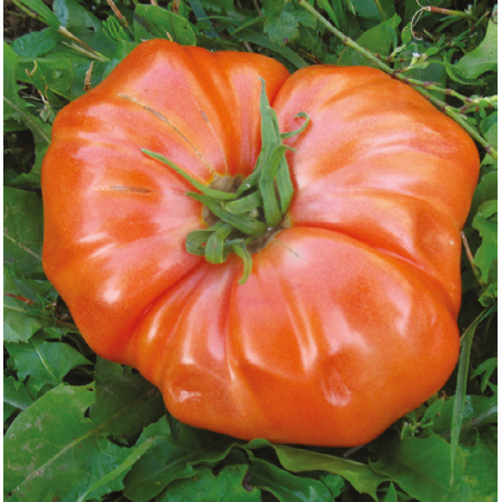 tomate Russe rouge plant