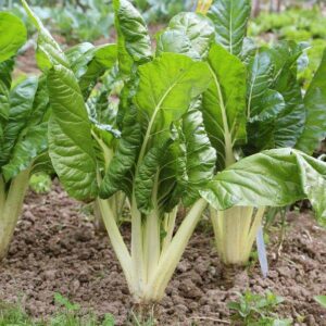 Blette plant motte commande en ligne bretagne