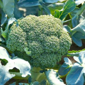 Chou Brocolis plant motte commande en ligne bretagne