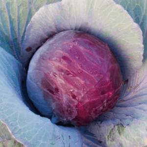 Chou Cabus Rouge plant motte commande en ligne bretagne