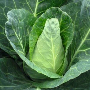Chou Cabus Vert plant motte commande en ligne bretagne