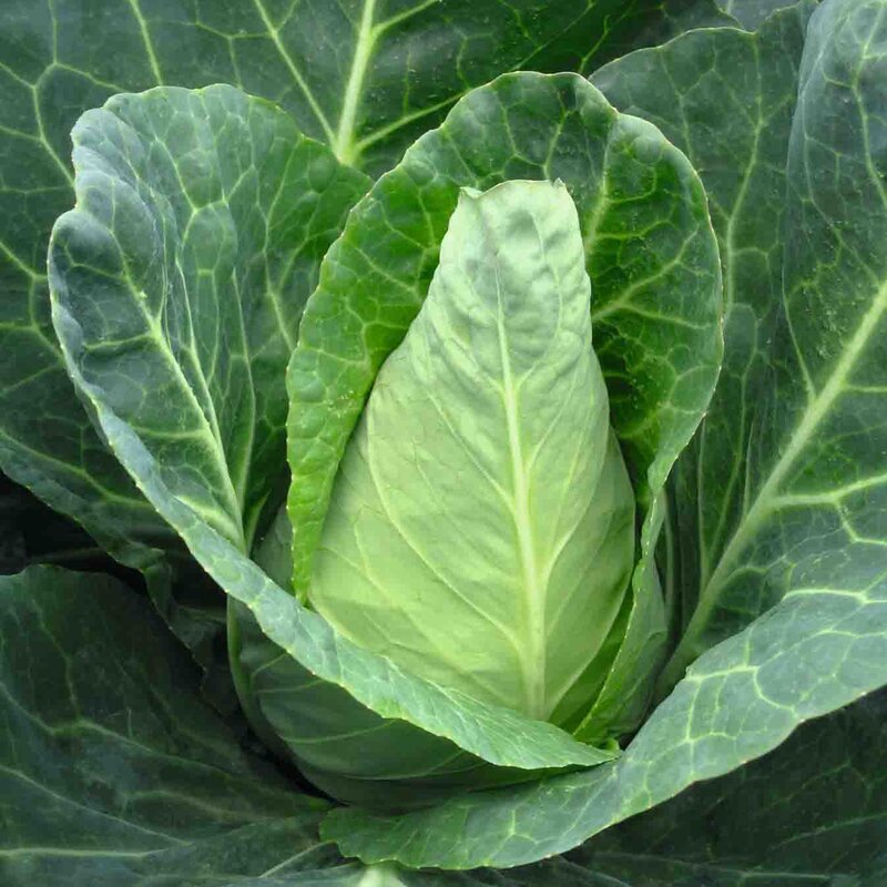 Chou Cabus Vert plant motte commande en ligne bretagne