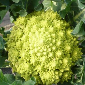Chou Romanesco plant motte commande en ligne bretagne