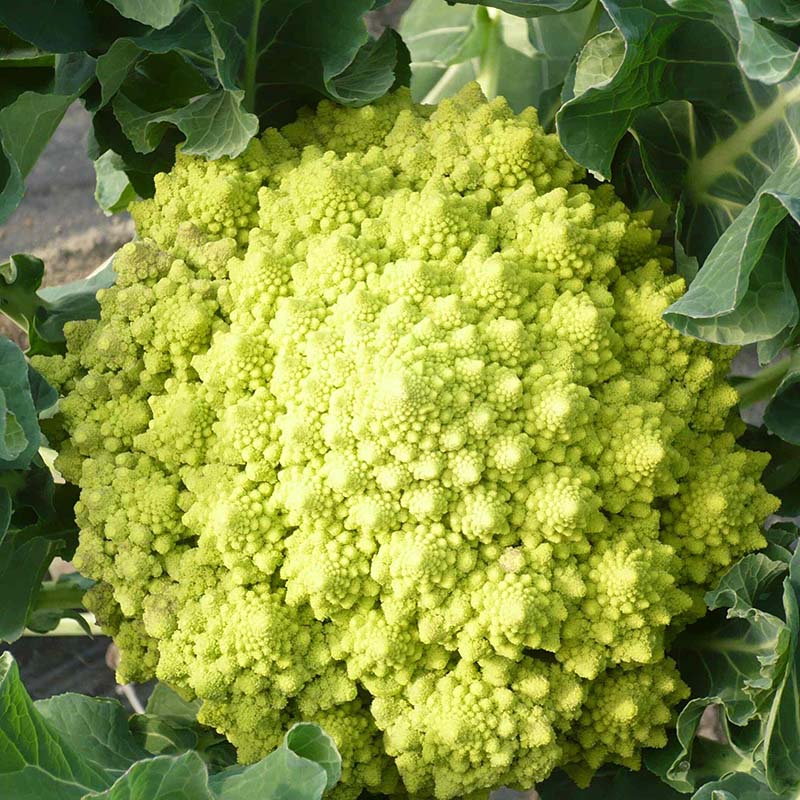 Chou Romanesco plant motte commande en ligne bretagne