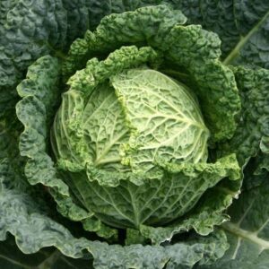 Chou Pommé plant motte commande en ligne bretagne