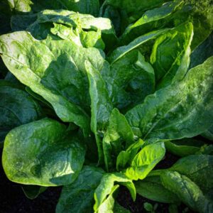 Epinard plant potager bio commande en ligne bretagne evran dinan