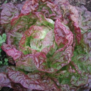 Laitue Pommée plant motte commande en ligne bretagne