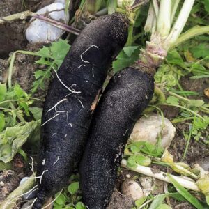 Radis Rave Noir plant motte commande en ligne bretagne