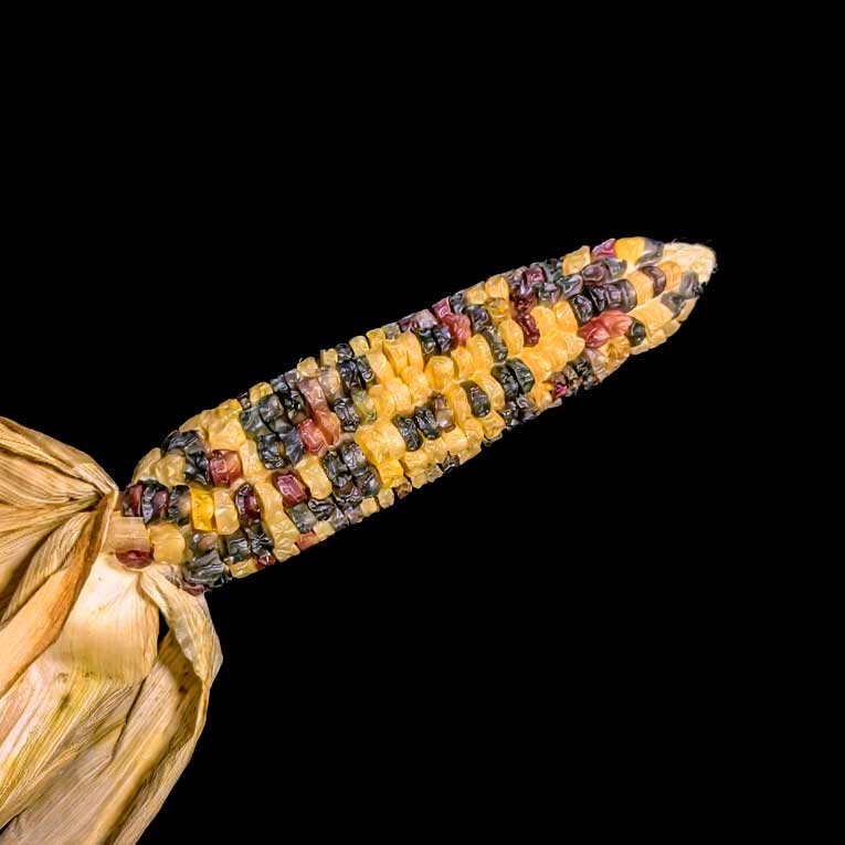 Maïs doux multicolore Inca Rainbow semences graines bretagne commande en ligne