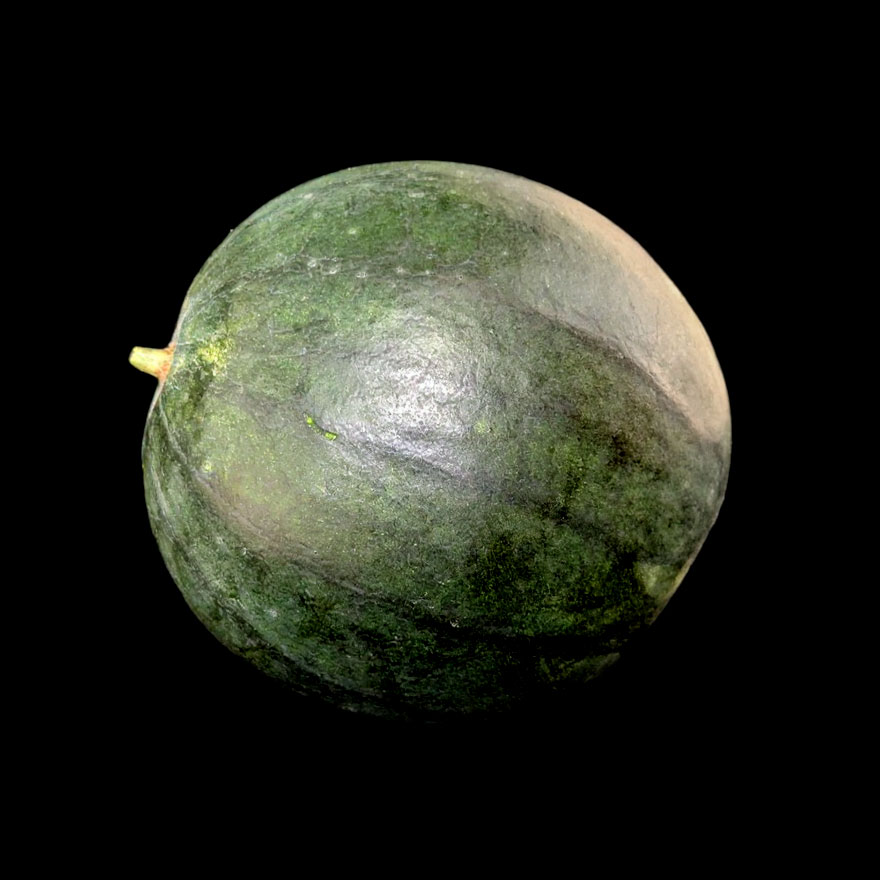 Pastèque Sugar Baby semences graines bretagne commande en ligne