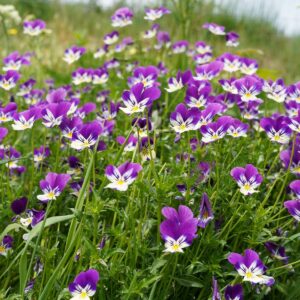 Pensée Sauvage semences graines bretagne commande en ligne