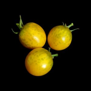 Tomate Cerise Raisin Vert semences graines bretagne commande en ligne