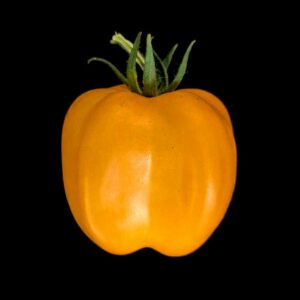 Tomate Poivron Jaune semences graines bretagne commande en ligne