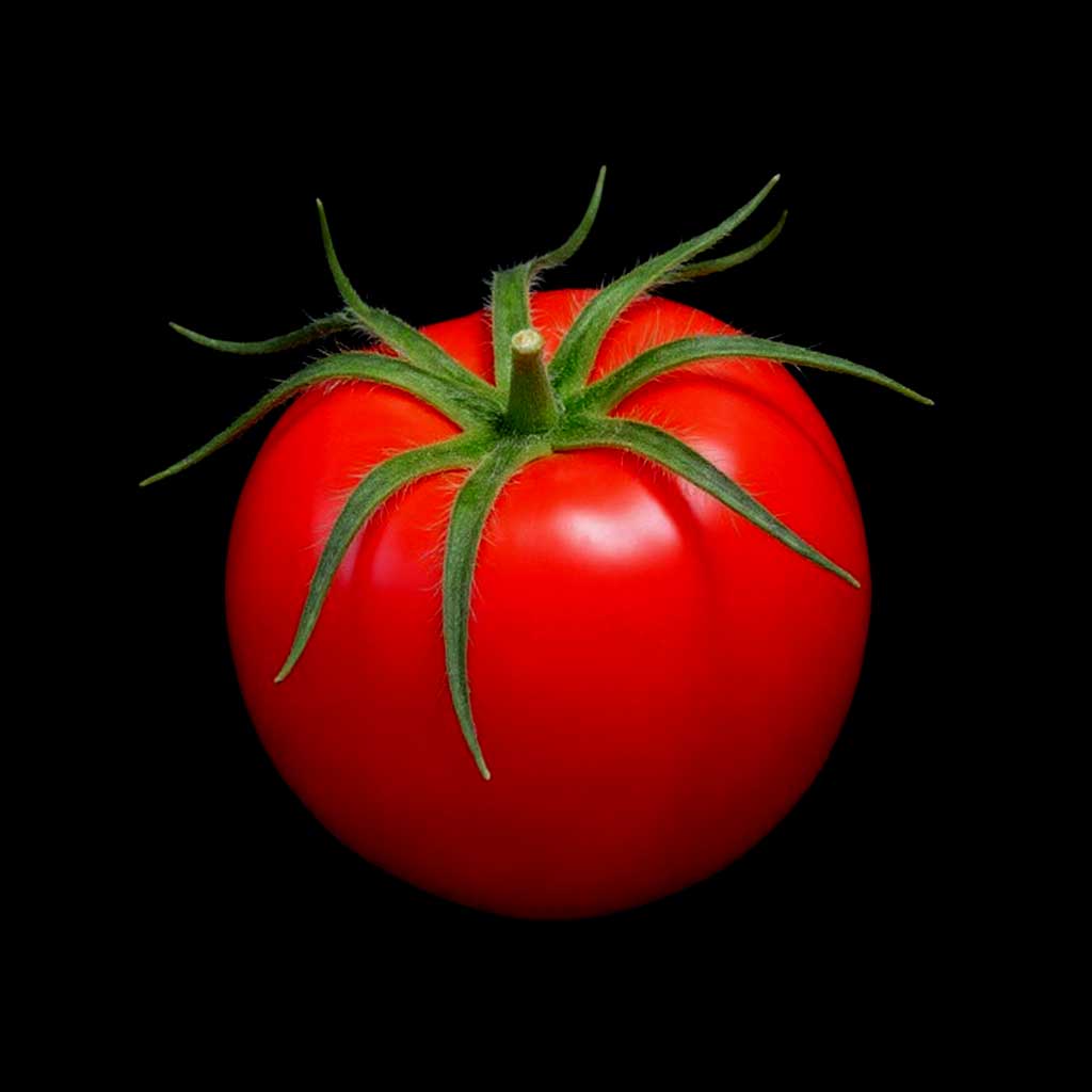 Tomate Rio Grande semences graines bretagne commande en ligne