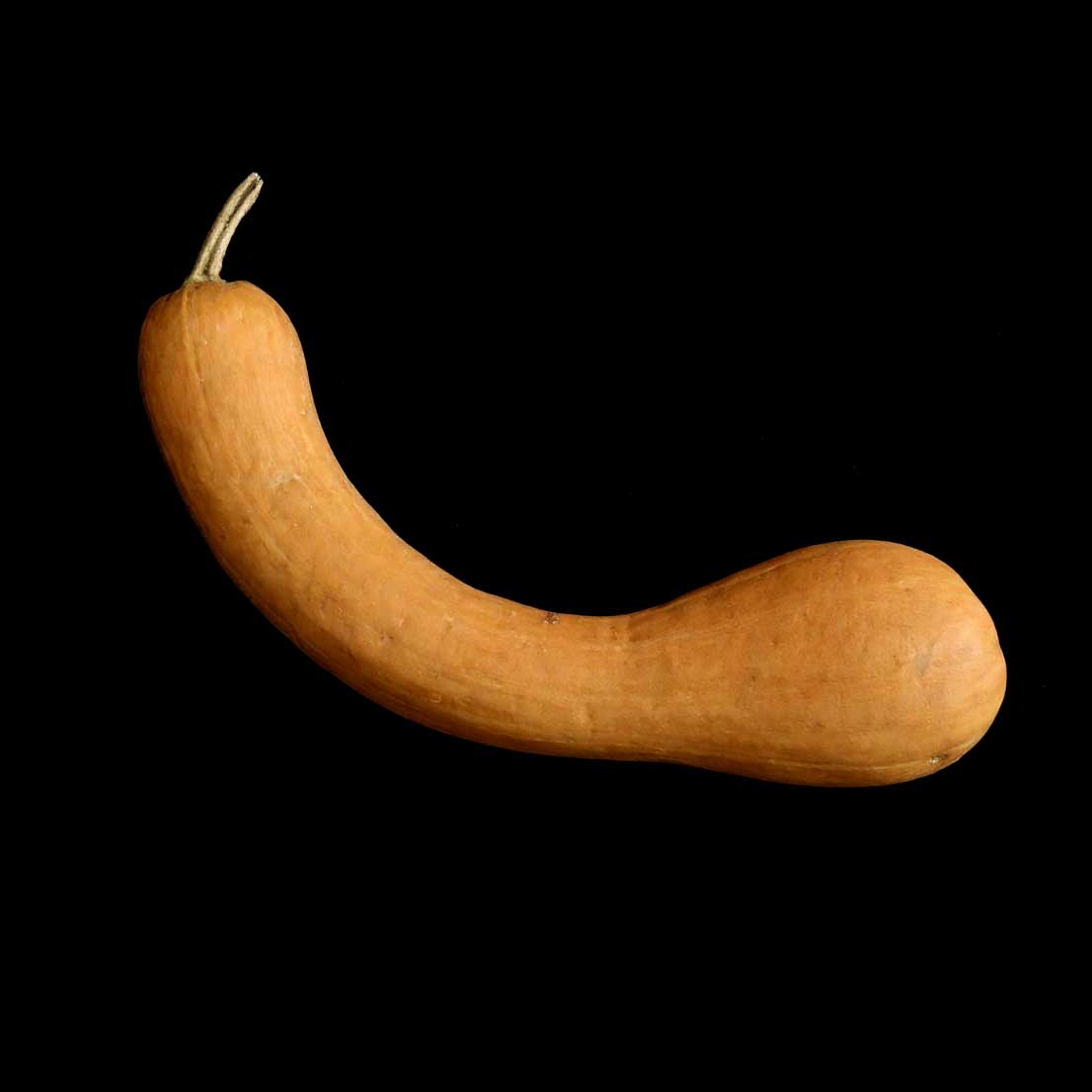 Courge Longue de Nice semences graines commande en ligne bretagne