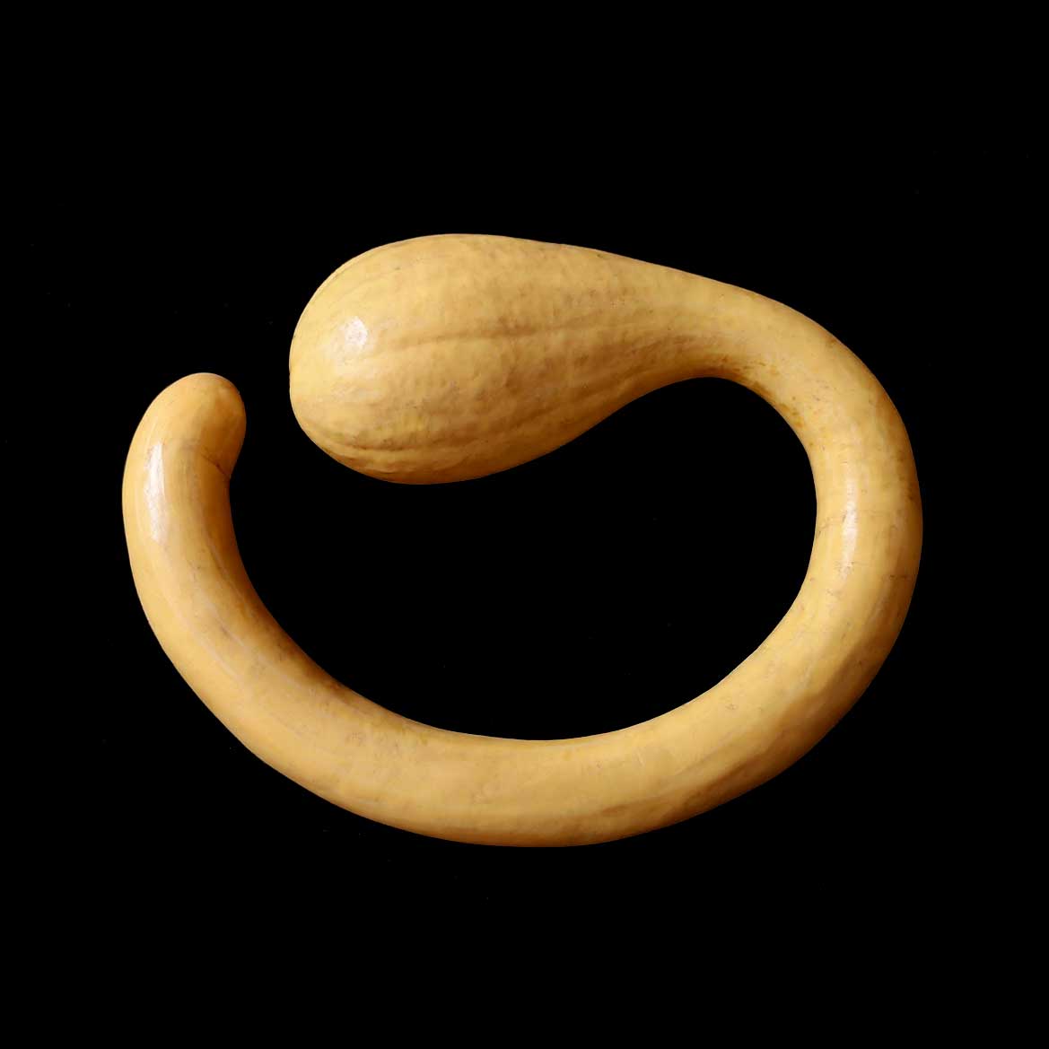 Courge Tromba d'Albenga semences graines commande en ligne bretagne