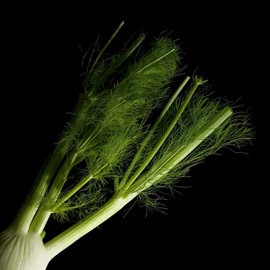 Fenouil Zéfa Fino semences graines commande en ligne bretagne